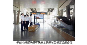 平谷大桃乘高铁疾驰，从枝头到舌尖的“京”彩速度